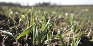 Prihrana pšenice – Situacija sa vlagom je kritična, čekati povoljnije uslove