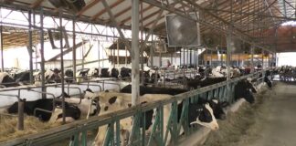 Raspisan javni poziv za premiju za mleko za četvrti kvartal 2024. godine