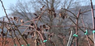 Rezidba kupine – Četiri izdanka po žbunu