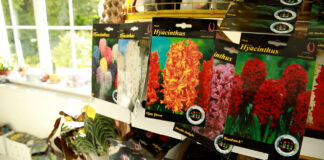 Sadnja lukovica cveća u proleće