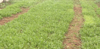 Uzgoj rukole – Setvu na otvorenom planirajte u martu