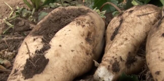 Sunoko počeo setvu šećerne repe, cena 45 evra za tonu