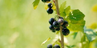 Ribizla – Uslovi gajenja i preporuka sorte