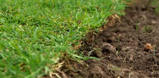 Dosejavanje, prihrana i nega travnjaka