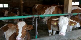 Efikasna verifikacija velikog broja zahteva za promene u eRPG