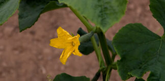 Krastavac u aprilu, ako posejete na vreme