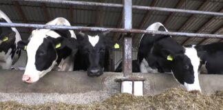 Martinović – Premije za mleko za IV kvartal 2024. biće isplaćene do sredine maja