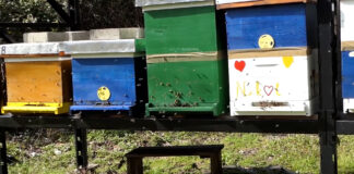 Povećan rizik od trovanja pčela u ovom periodu – Kojih mera se treba pridržavati?