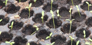 Proizvodnja rasada povrća i cveća