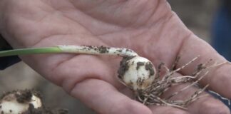 Uzgoj domaćeg belog luka – Kvalitet pre svega