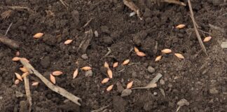 Jari ječam obavezno gajiti u plodoredu