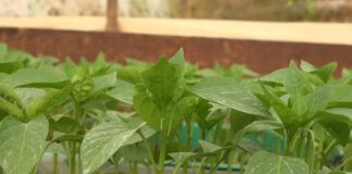 Pikiranje rasada skraćuje vreme plodonošenja