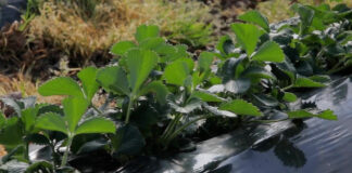 Prihrana jagoda odlučuje o prinosu u berbi