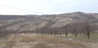 Pravo je vreme za zimski tretman koštičavog voća