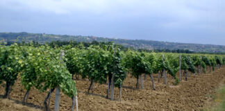 Nega i radovi u vinogradu od aprila do juna