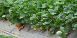 Zaštita jagoda od mraza