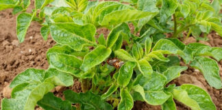 Koje mere su ključne u borbi protiv krompirove zlatice?