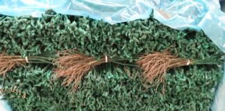 Koje su prednosti parafinisanja kalemova vinove loze?