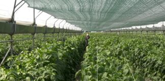 Provetravanje plastenika i siva trulež povrća