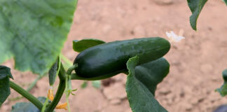 Setva krastavca tokom kalendarske godine