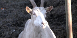 Dezobarijere na graničnom prelazu Horgoš zbog sprečavanja unošenja slinavke i šapa