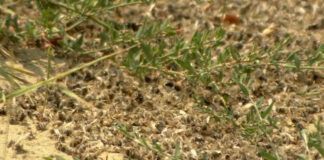 Masovna uginuća pčela u Srbiji