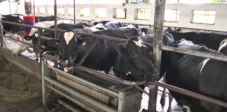 Počelo podnošenje zahteva za premiju za mleko za prvi kvartal