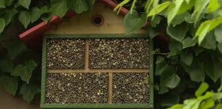 Solitarne pčele – metode gajenja i korišćenja u oprašivanju