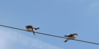 Počelo takmičenje ‘Domaćinstvo koje su izabrale laste’