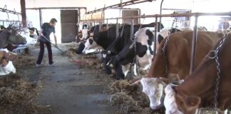 Otvoren konkurs – Izdvojeno 100 miliona dinara za mlade poljoprivrednike