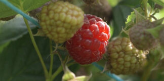 Malina skupa i nema je a Glamočić poručuje: Ne može se više oslanjati samo na Boga