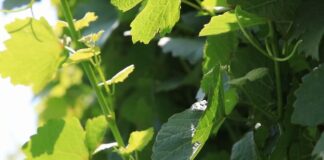 Rezidba vinove loze nakon štete od grada zavisi od faze razvoja biljaka