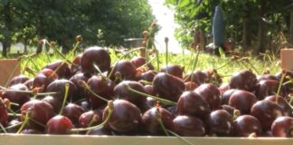 Zašto trešnje na pijaci koštaju 1.500 dinara?