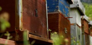 Maj u pčelinjaku – vreme intenzivnog rada i pripreme za medenje