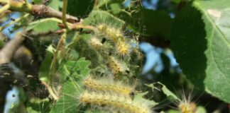 Kako sprečiti golobrst od proždrljivog dudovca