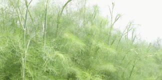 Lekovito bilje može zaposliti ljude na selu