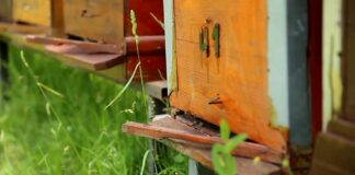 Raspisan poziv za podnošenje zahteva za podsticaje pčelarima u Srbiji