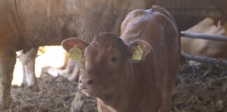 Za podsticaje u stočarstvu opredeljeno 4,5 milijardi dinara