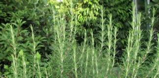 Ruzmarin – Setva, gajenje, upotreba