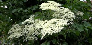 Zova – Blago iz prirode