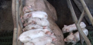 Udruženje odgajivača svinja – Motivacija za dalja ulaganja u svinjarstvo je sve slabija