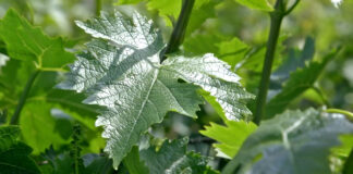 Defolijacija vinove loze
