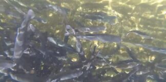 Podrška u podizanju novih i rekonstrukciji postojećih ribnjaka u Vojvodini