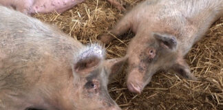 Afrička kuga svinja registrovana na teritoriji Loznice – Apel gazdinstvima i lovačkim sekcijama