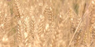 Žarko Galetin – Cena pšenice novog roda ponižavajuća za ratare