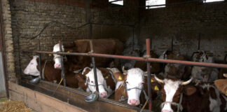 Toplotni stres kod krava tokom letnjih vrućina