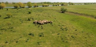 Letnja ispaša stoke