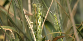 Pokrenuta inicijativa da Robne rezerve otkupe deo ovogodišnjeg roda pšenice