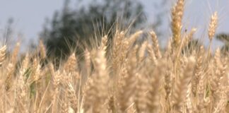 Ratari očekuju dobar rod pšenice i cenu od 25 dinara