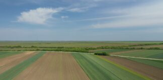 U pripremi interventni otkup pšenice preko Robnih rezervi